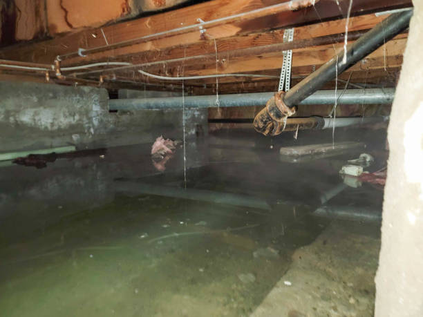 Best 24/7 water damage repair  in West Branch, MI